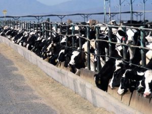California Scientists Develop New Tool to Understand Dairy Air Quality