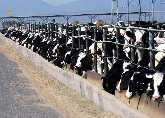 Cows on a feedlot.