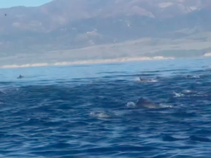 Massive dolphin pod swarms BRI scientists in the Santa Barbara Channel