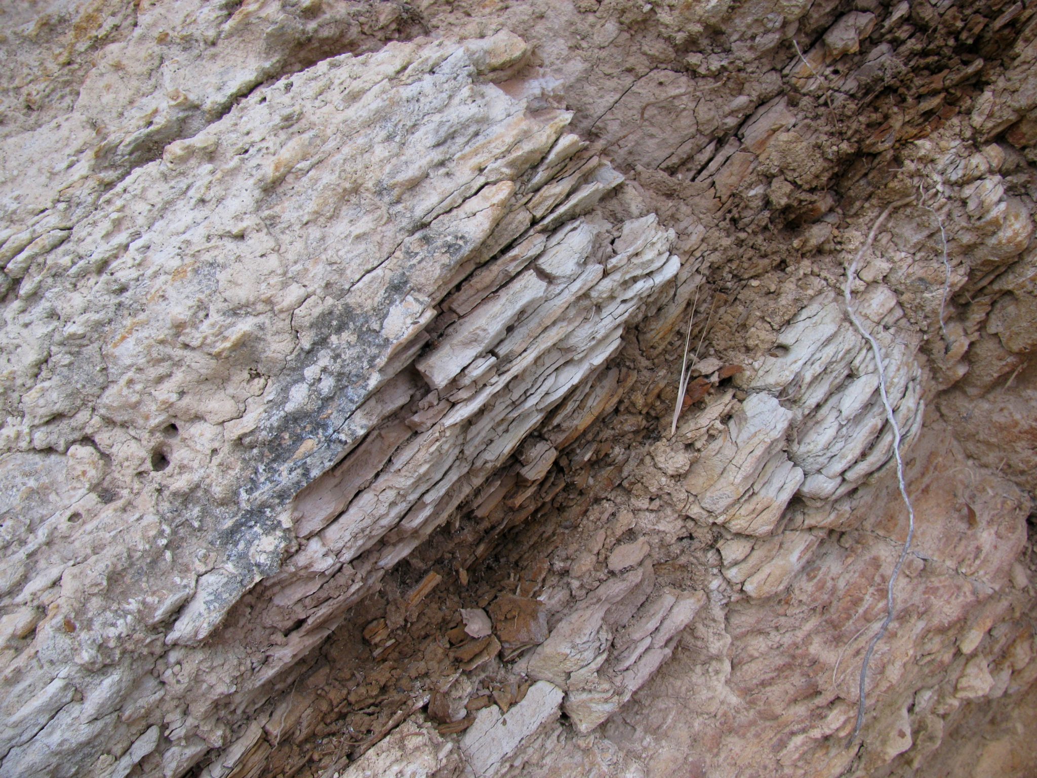 Monterey Formation Gaviota